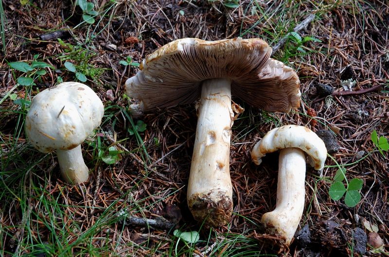 Agaricus sp.